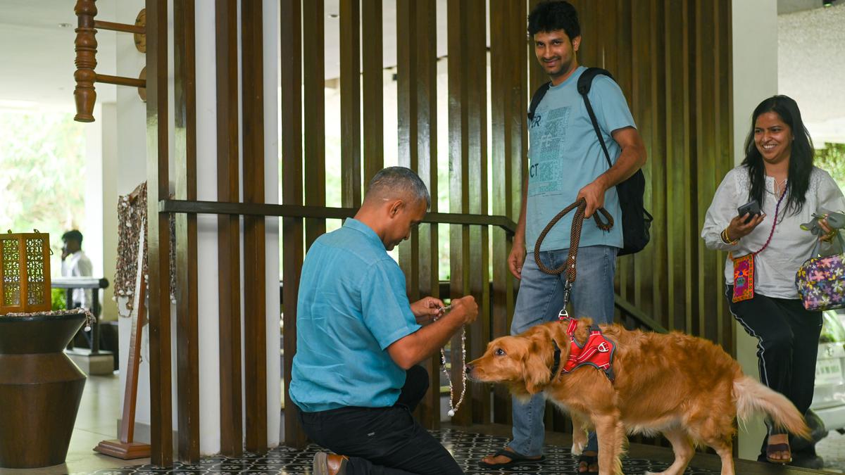Worried for your pets during Deepavali? Chennai hotels turn pet-friendlyWorried for your pets during Deepavali? Chennai hotels turn pet-friendly